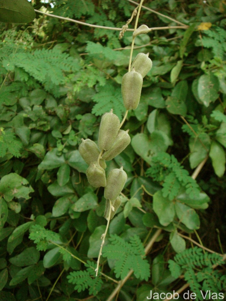 Dioscorea tomentosa J.Koenig ex Spreng.